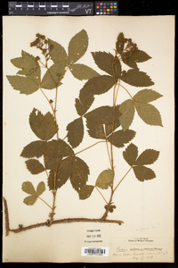 Rubus setosus image