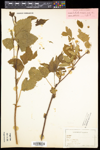 Rubus vermontanus image