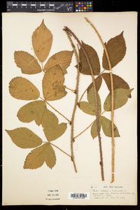 Rubus setosus image