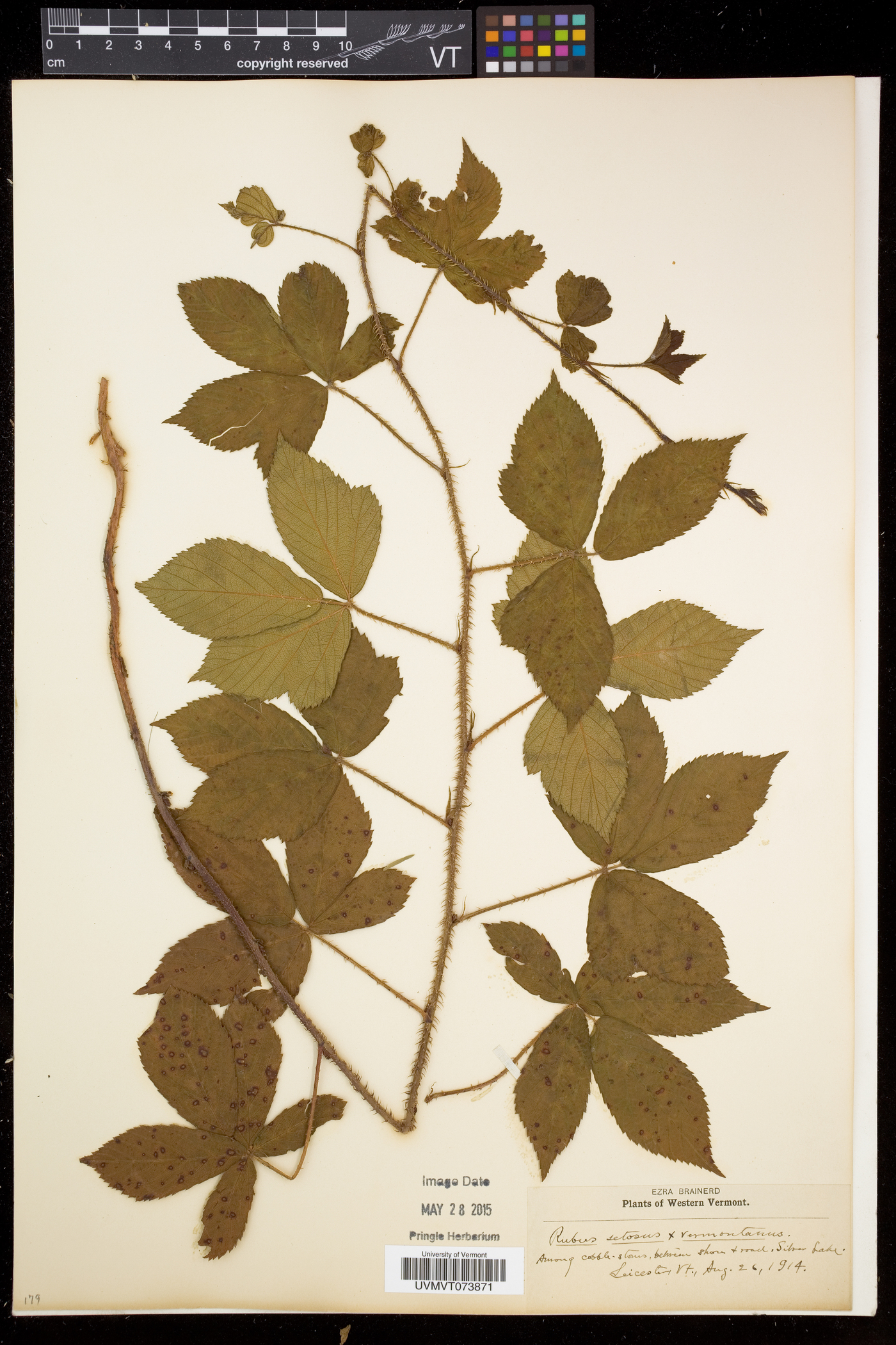 Rubus setosus image