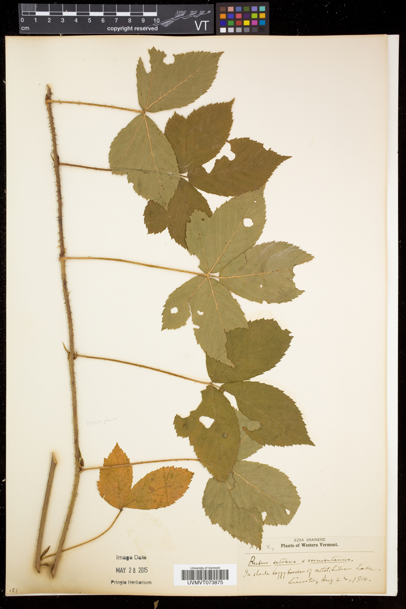Rubus setosus image