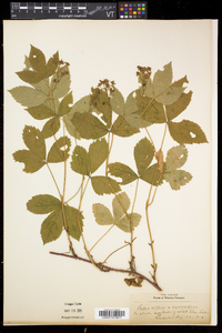 Rubus setosus image