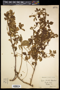 Rubus vermontanus image