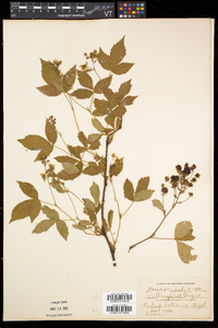 Rubus setosus image