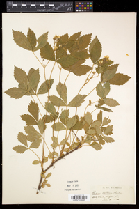 Rubus setosus image