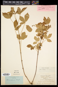 Rubus setosus image