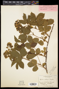 Rubus setosus image