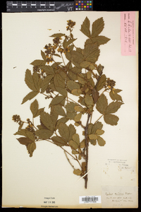 Rubus setosus image