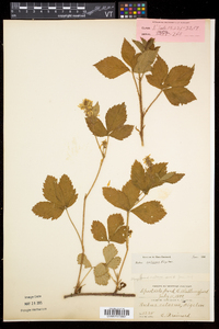 Rubus setosus image