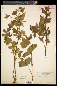 Rubus setosus image