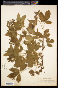 Rubus setosus image