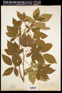 Rubus setosus image