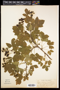 Rubus setosus image