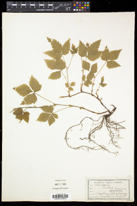 Rubus pubescens image