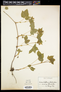 Rubus pubescens image