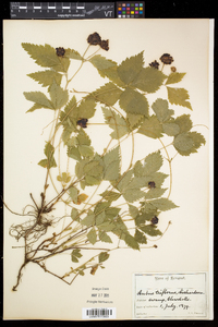 Rubus pubescens image