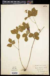 Rubus pubescens image