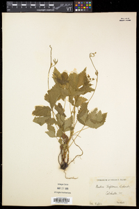 Rubus pubescens image