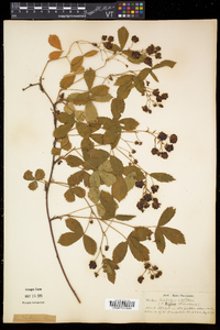 Rubus hispidus image