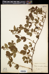 Rubus vermontanus image