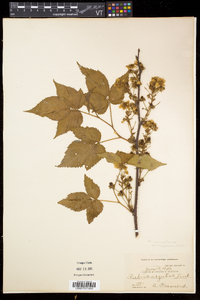 Rubus vermontanus image