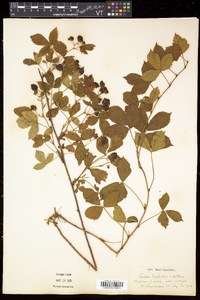 Rubus hispidus image