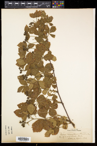 Rubus vermontanus image