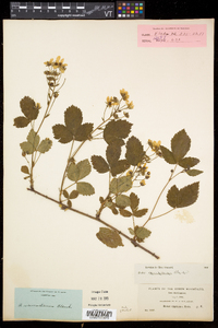 Rubus vermontanus image