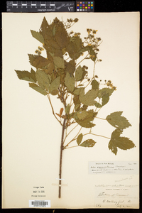 Rubus vermontanus image