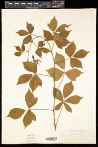 Rubus hispidus image