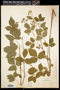 Rubus vermontanus image