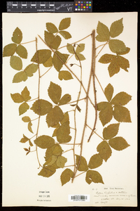 Rubus hispidus image