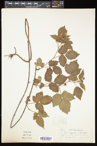 Rubus argutus image