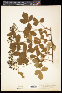 Rubus hispidus image