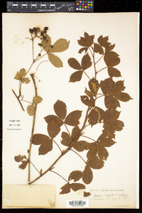 Rubus hispidus image