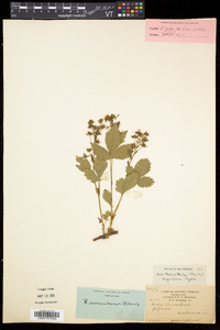 Rubus vermontanus image