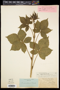 Rubus vermontanus image