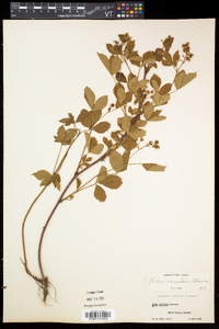 Rubus vermontanus image