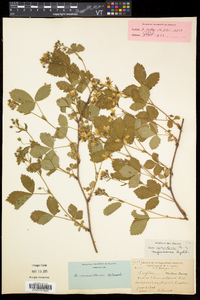 Rubus vermontanus image