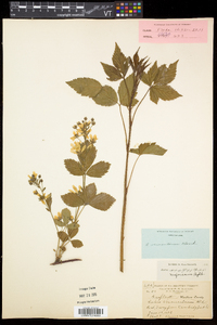 Rubus vermontanus image