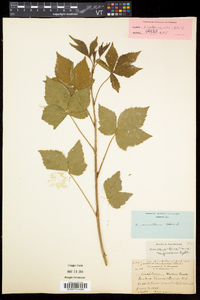 Rubus vermontanus image