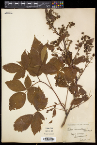 Rubus vermontanus image