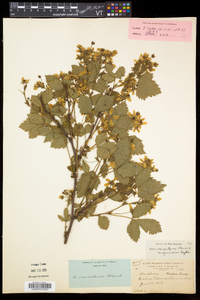 Rubus vermontanus image