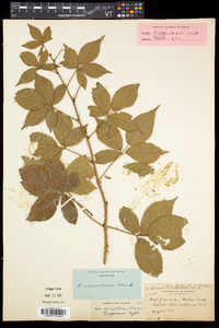 Rubus vermontanus image