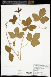 Rubus hispidus image