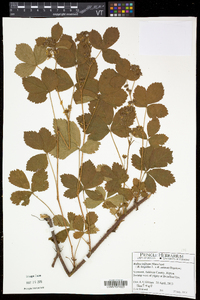 Rubus hispidus image