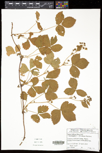 Rubus hispidus image
