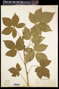 Rubus vermontanus image