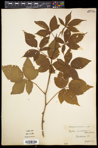 Rubus vermontanus image