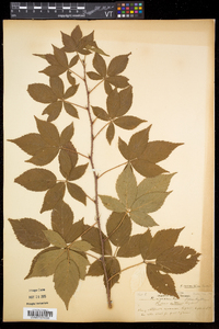 Rubus vermontanus image